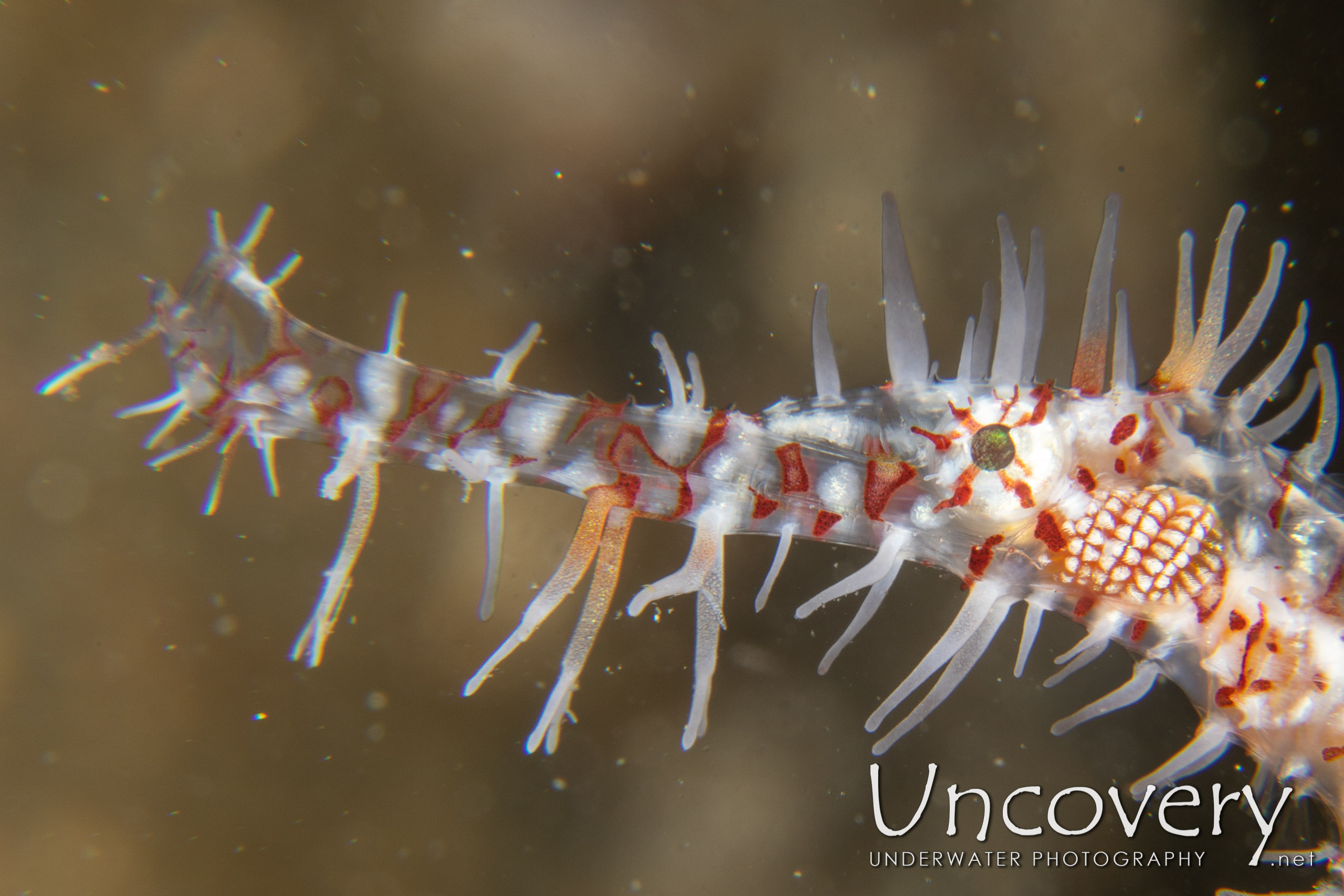 Ornate Ghost Pipefish (solenostomus Paradoxus), photo taken in Indonesia, North Sulawesi, Lembeh Strait, Pintu Colada 2