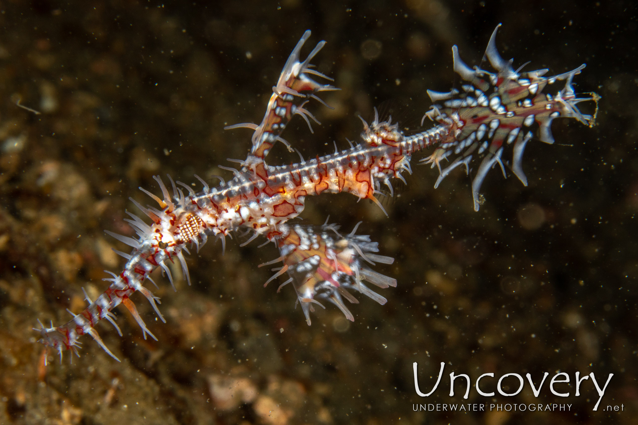 Ornate Ghost Pipefish (solenostomus Paradoxus), photo taken in Indonesia, North Sulawesi, Lembeh Strait, Pintu Colada 2