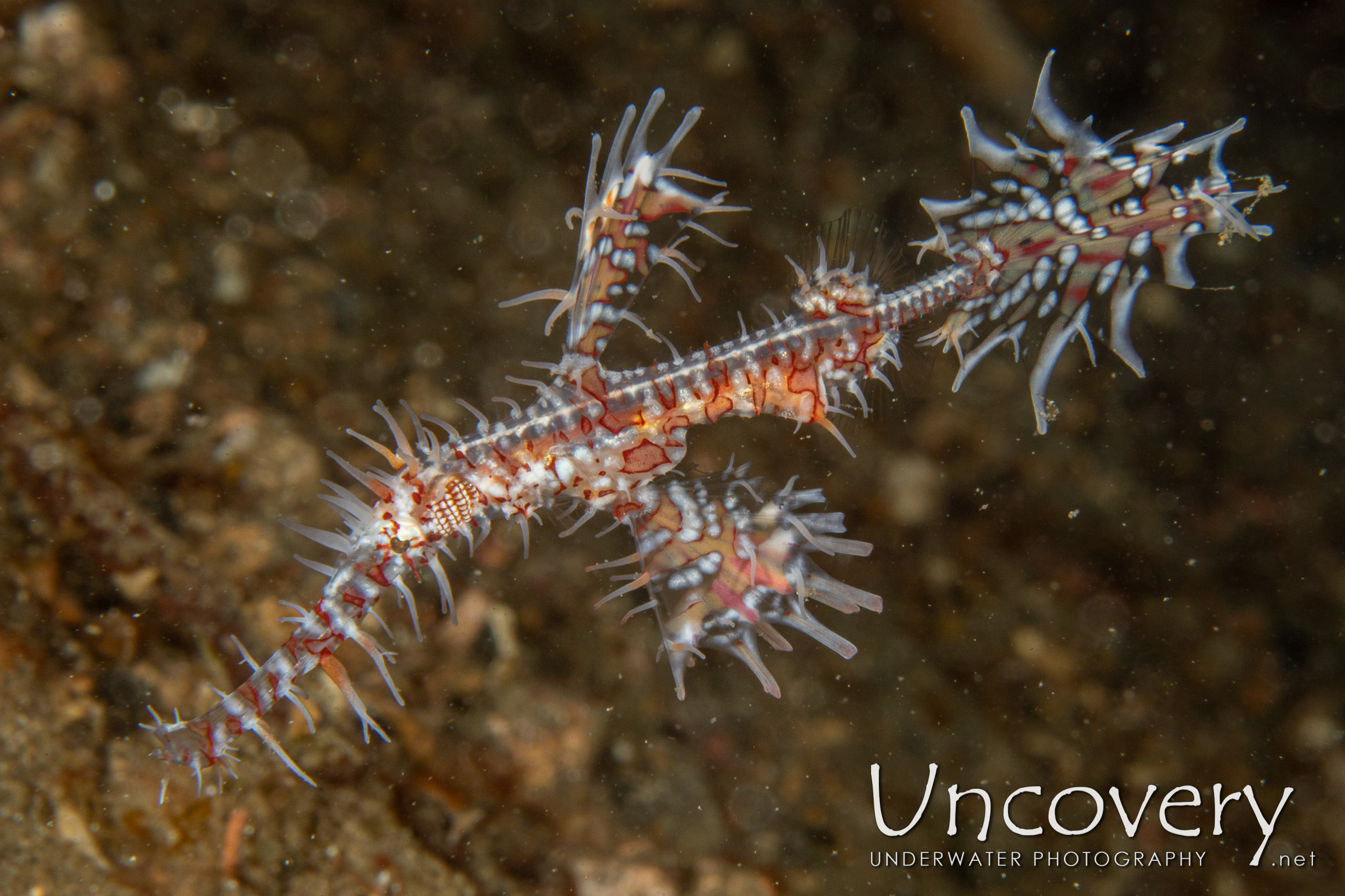 Ornate Ghost Pipefish (solenostomus Paradoxus), photo taken in Indonesia, North Sulawesi, Lembeh Strait, Pintu Colada 2