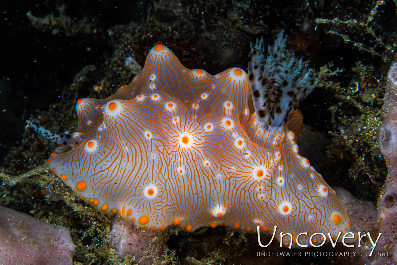 Nudibranch (halgerda Batangas), photo taken in Indonesia, North Sulawesi, Lembeh Strait, Pintu Colada 2