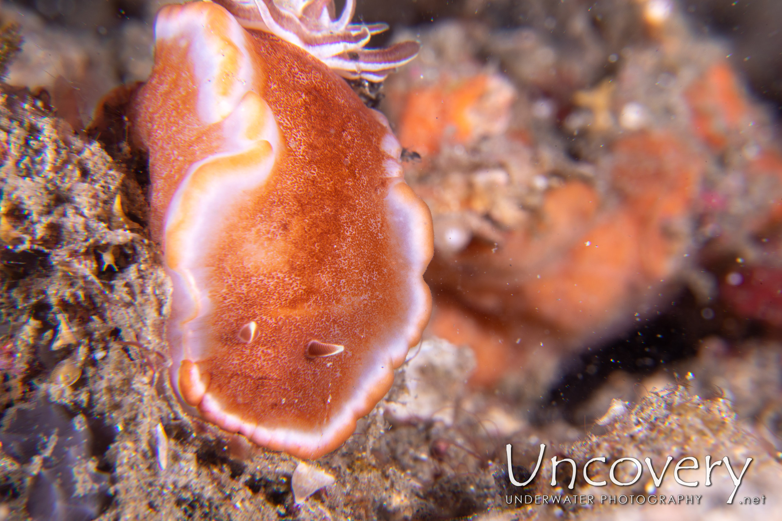 Nudibranch, photo taken in Indonesia, North Sulawesi, Lembeh Strait, Pintu Colada 2