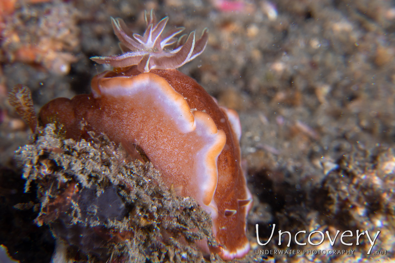 Nudibranch, photo taken in Indonesia, North Sulawesi, Lembeh Strait, Pintu Colada 2