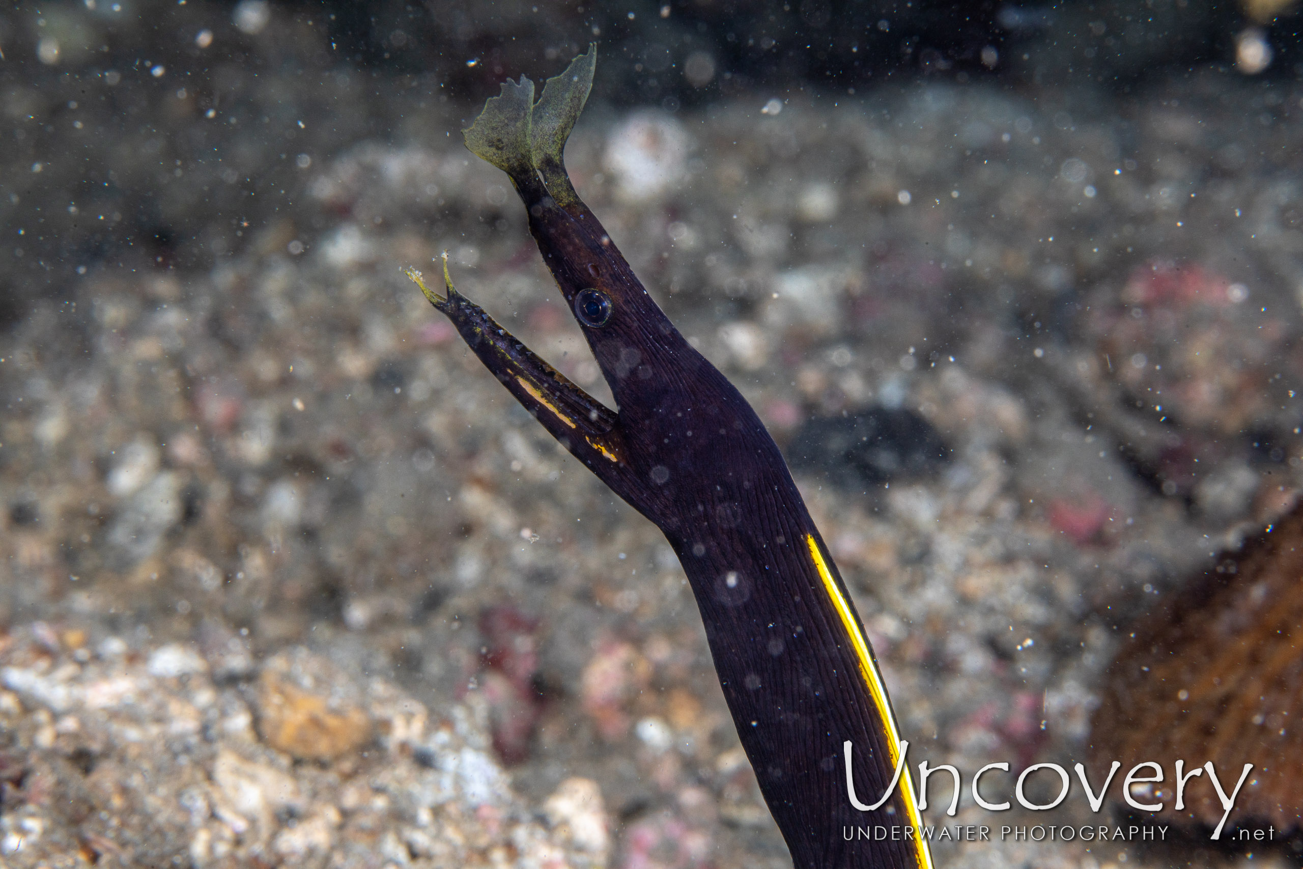 Ribbon Eel (rhinomuraena Quaesita), photo taken in Indonesia, North Sulawesi, Lembeh Strait, Pintu Colada 2