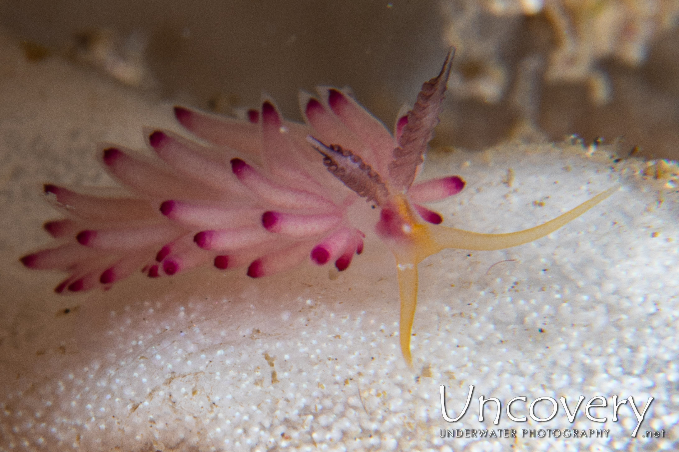 Nudibranch, photo taken in Indonesia, North Sulawesi, Lembeh Strait, Pintu Colada 2