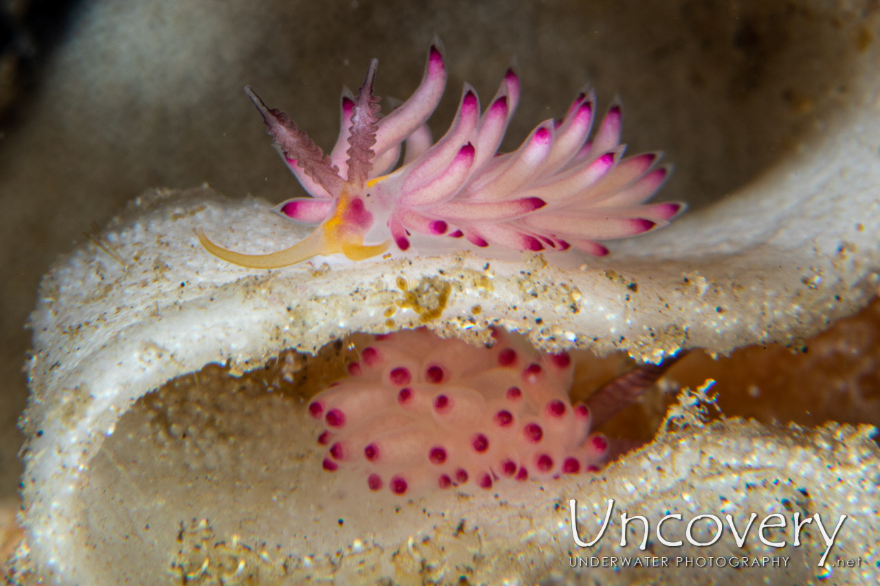 Nudibranch shot in Indonesia|North Sulawesi|Lembeh Strait|Pintu Colada 2