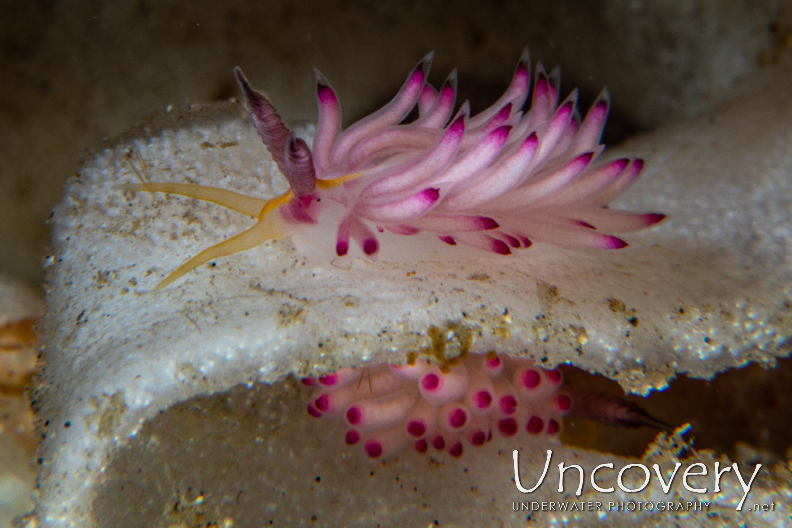 Nudibranch, photo taken in Indonesia, North Sulawesi, Lembeh Strait, Pintu Colada 2