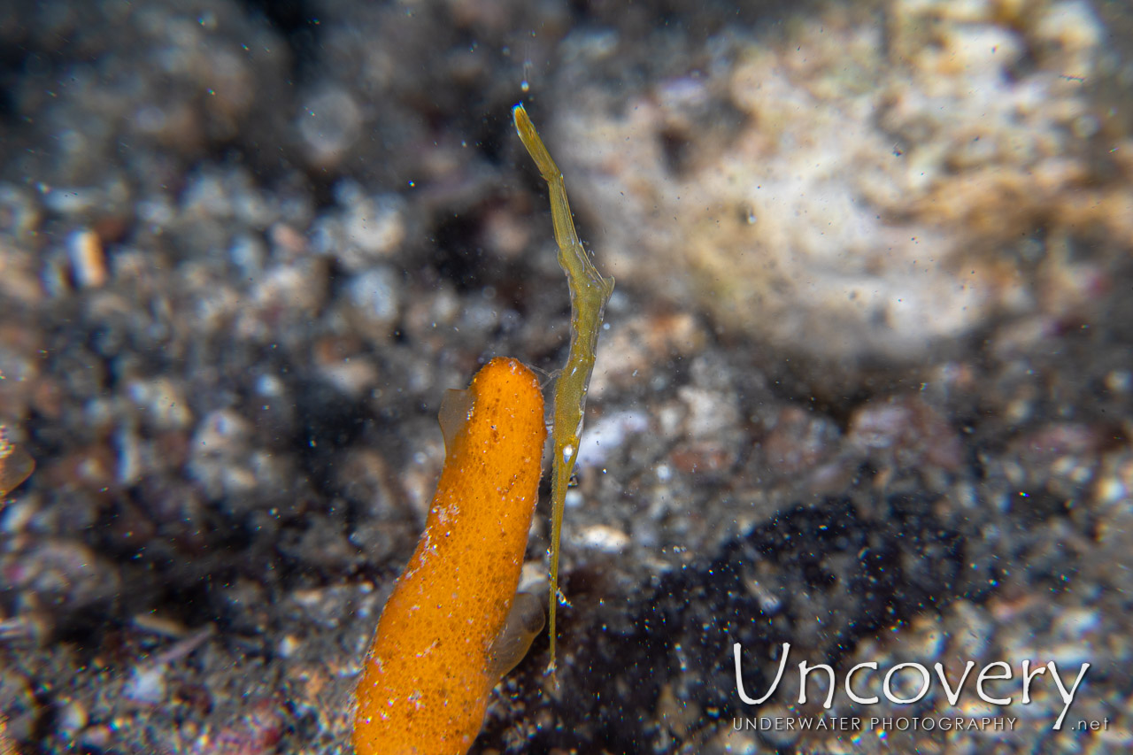 Ocellated Tozeuma Shrimp (tozeuma Lanceolatum) shot in Indonesia|North Sulawesi|Lembeh Strait|Pintu Colada 2