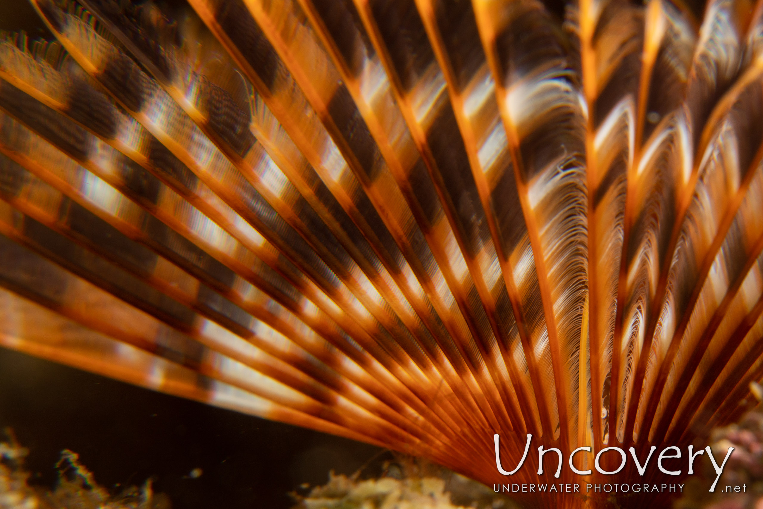 Indian Feather Duster Worm (sabellastarte Spectabilis), photo taken in Indonesia, North Sulawesi, Lembeh Strait, Pintu Colada 2