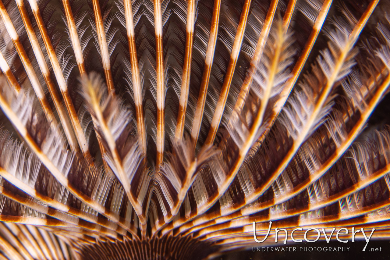 Indian Feather Duster Worm (sabellastarte Spectabilis) shot in Indonesia|North Sulawesi|Lembeh Strait|Pintu Colada 2