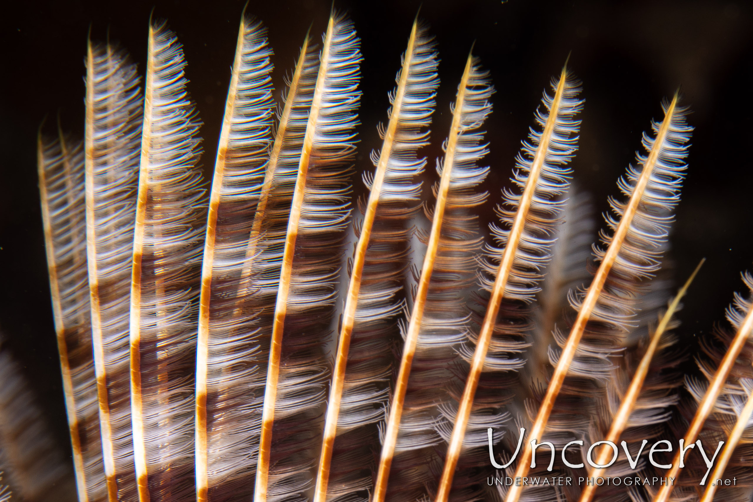 Indian Feather Duster Worm (sabellastarte Spectabilis), photo taken in Indonesia, North Sulawesi, Lembeh Strait, Pintu Colada 2