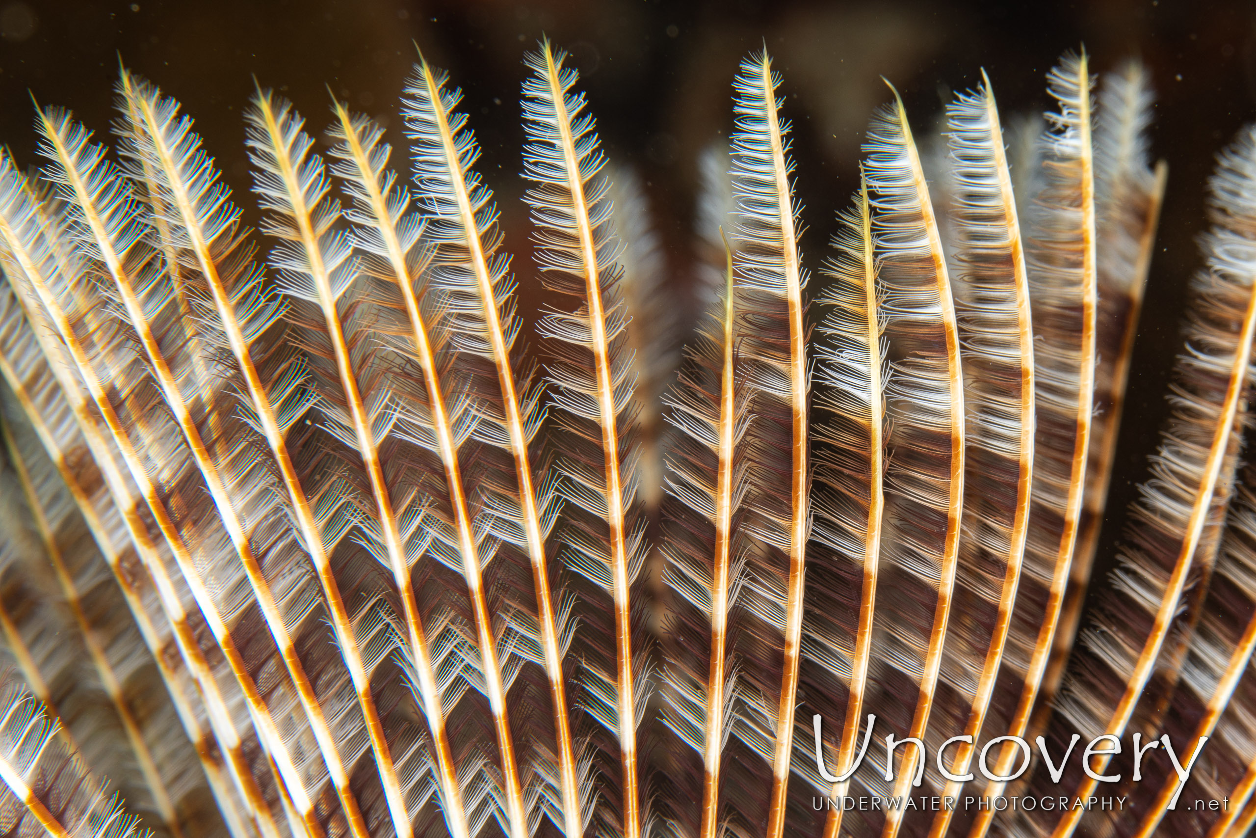 Indian Feather Duster Worm (sabellastarte Spectabilis), photo taken in Indonesia, North Sulawesi, Lembeh Strait, Pintu Colada 2