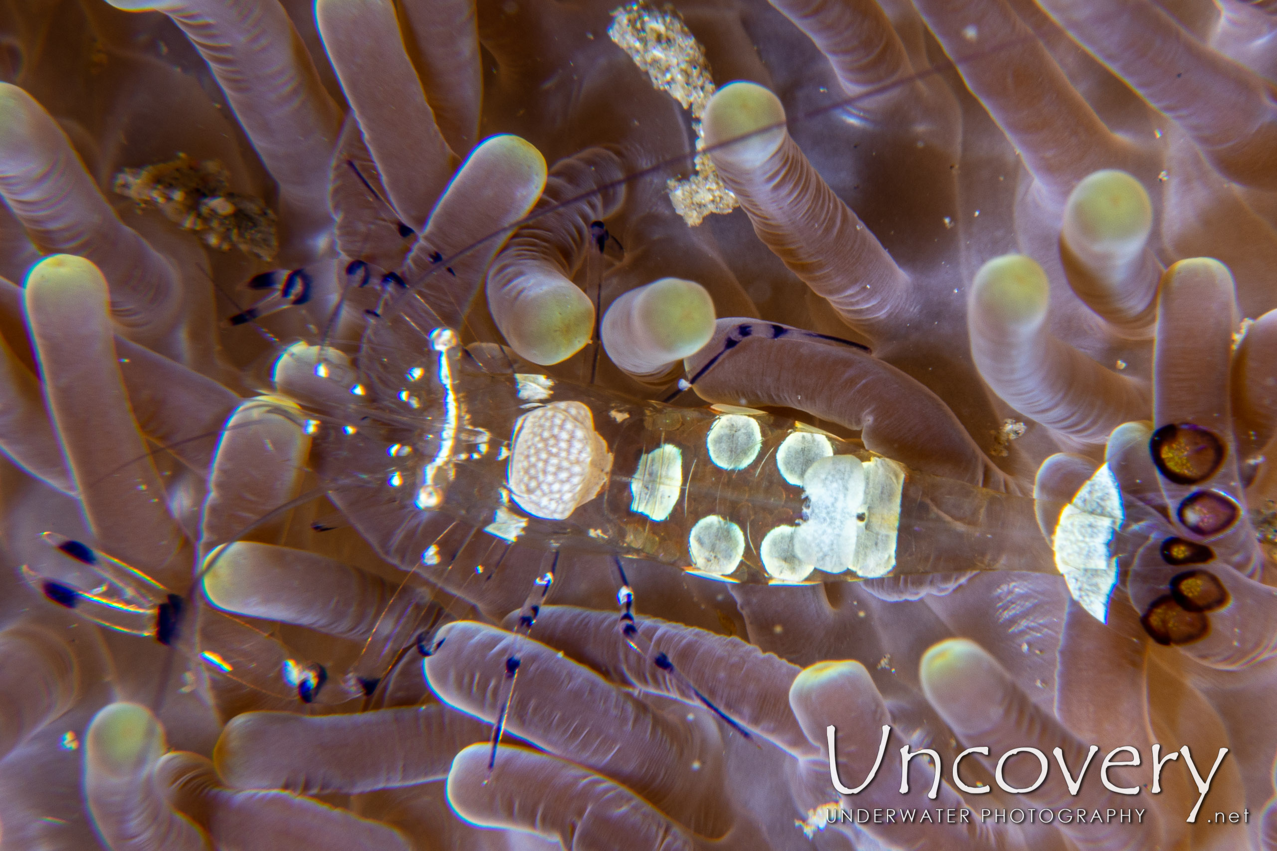 Peacock-tail Anemone Shrimp (periclemes Brevicarpalis), photo taken in Indonesia, North Sulawesi, Lembeh Strait, Pintu Colada 2