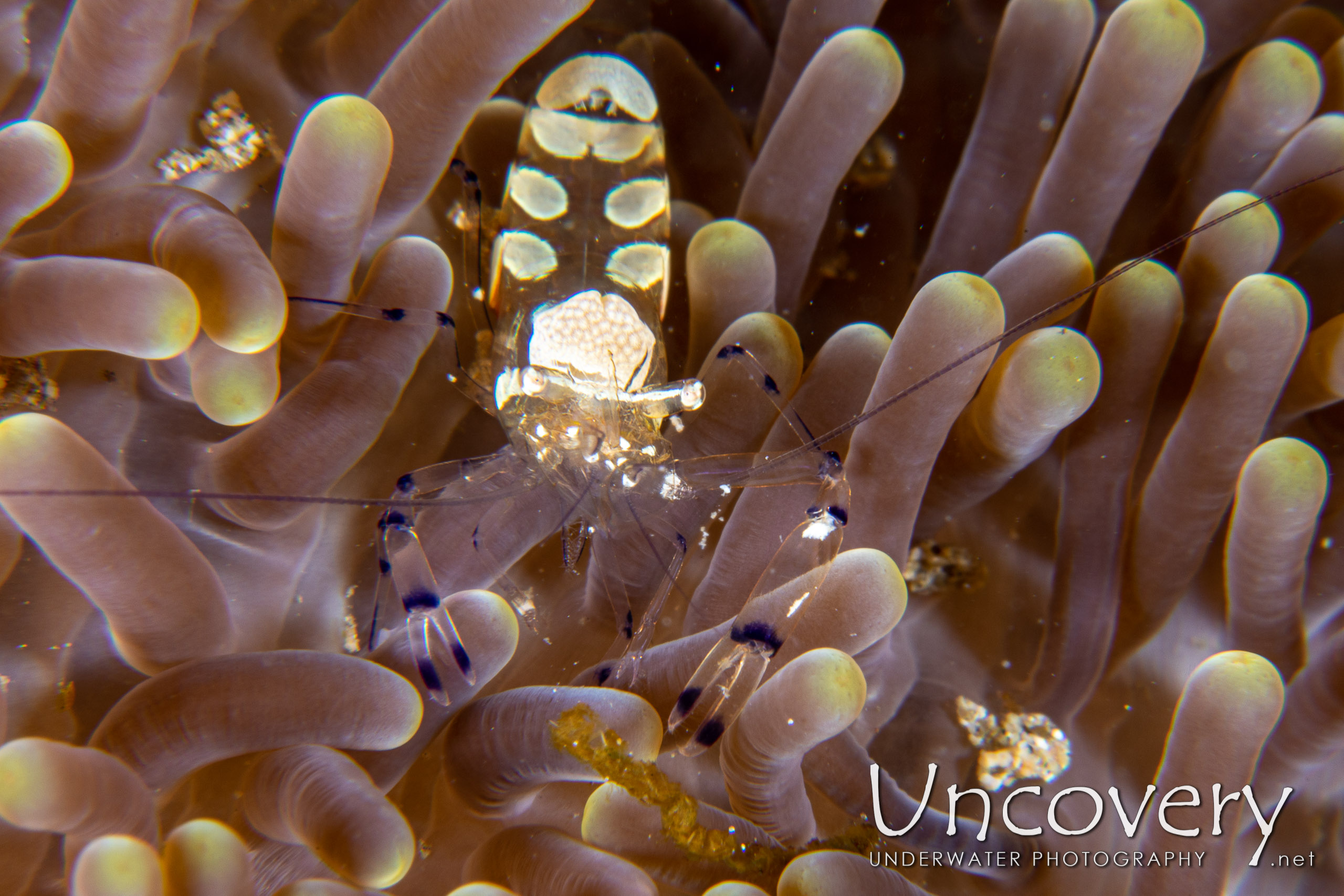 Peacock-tail Anemone Shrimp (periclemes Brevicarpalis), photo taken in Indonesia, North Sulawesi, Lembeh Strait, Pintu Colada 2