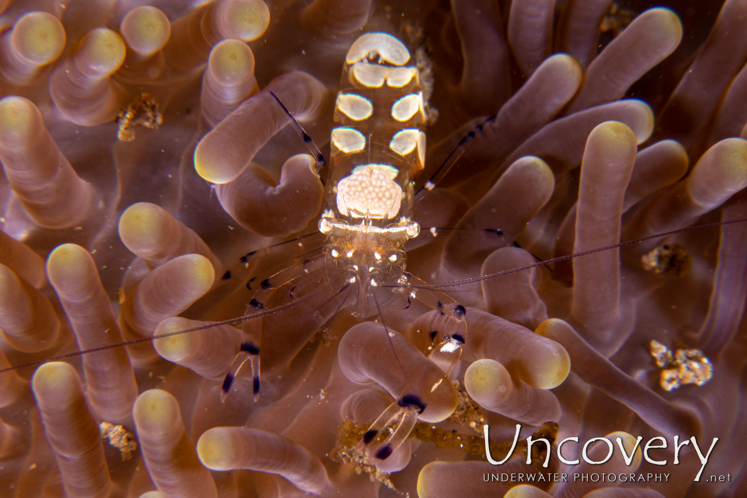 Peacock-tail Anemone Shrimp (periclemes Brevicarpalis), photo taken in Indonesia, North Sulawesi, Lembeh Strait, Pintu Colada 2