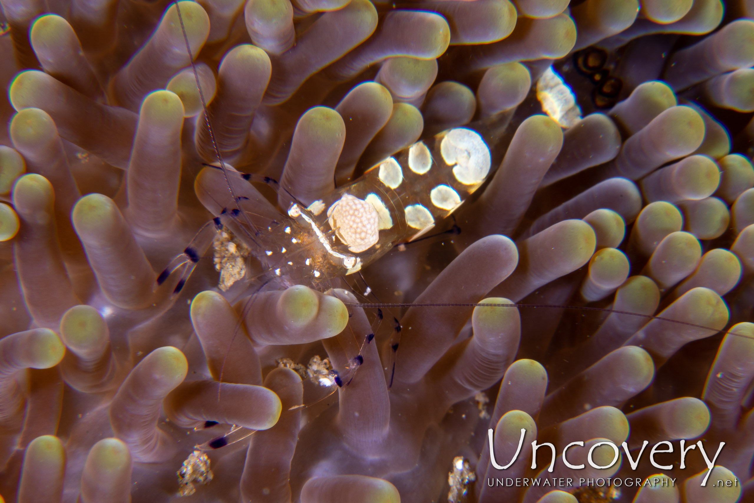 Peacock-tail Anemone Shrimp (periclemes Brevicarpalis), photo taken in Indonesia, North Sulawesi, Lembeh Strait, Pintu Colada 2