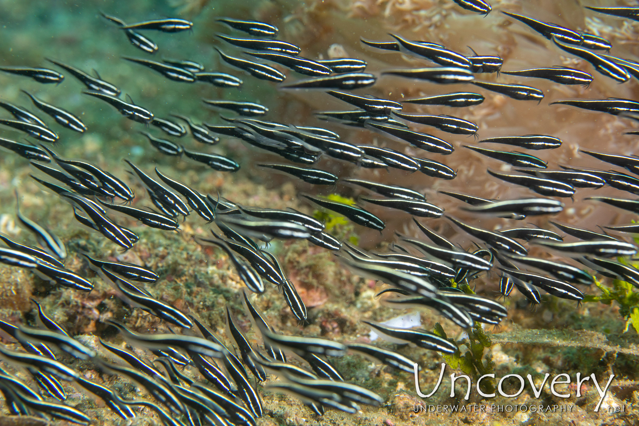 Striped Catfish (plotosus Lineatus), photo taken in Indonesia, North Sulawesi, Lembeh Strait, Pante Abo