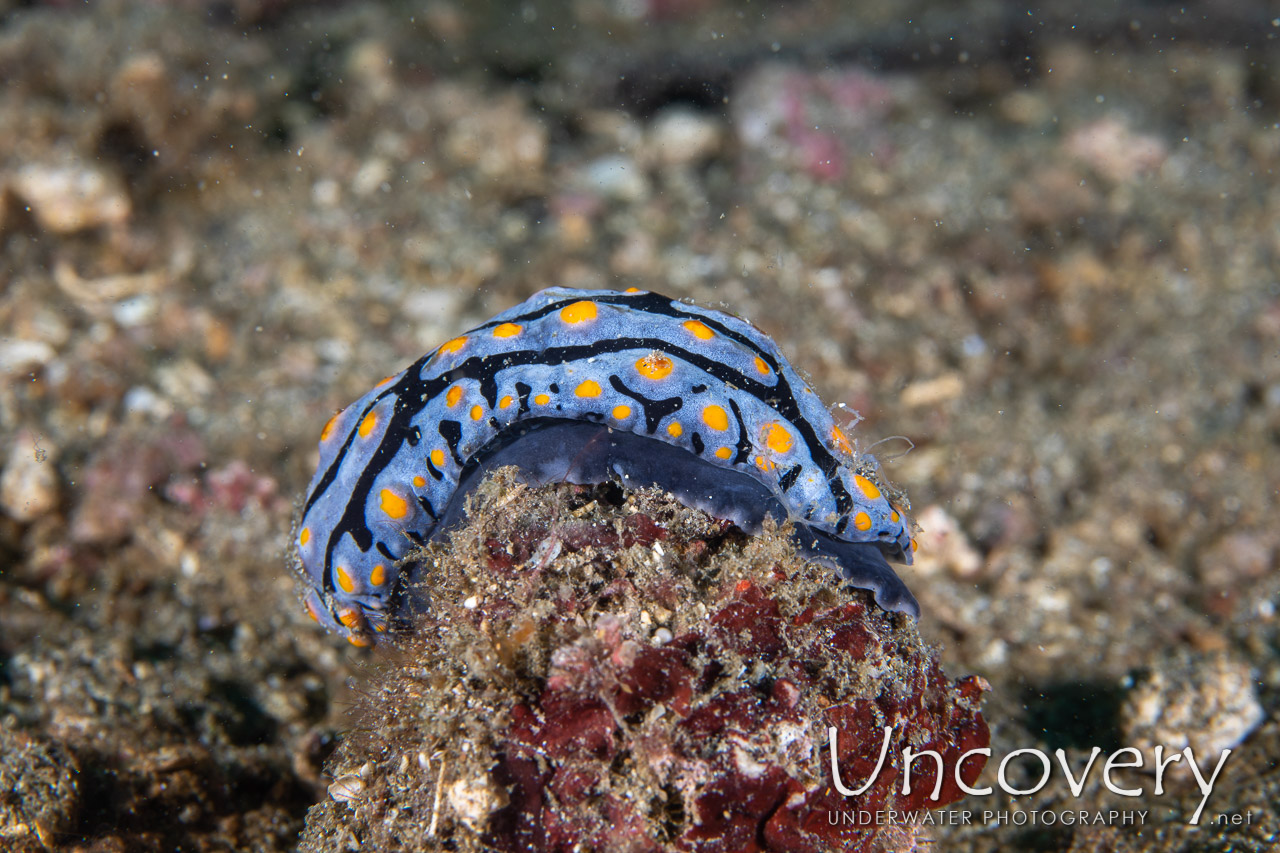 Nudibranch shot in Indonesia|North Sulawesi|Lembeh Strait|Pante Abo