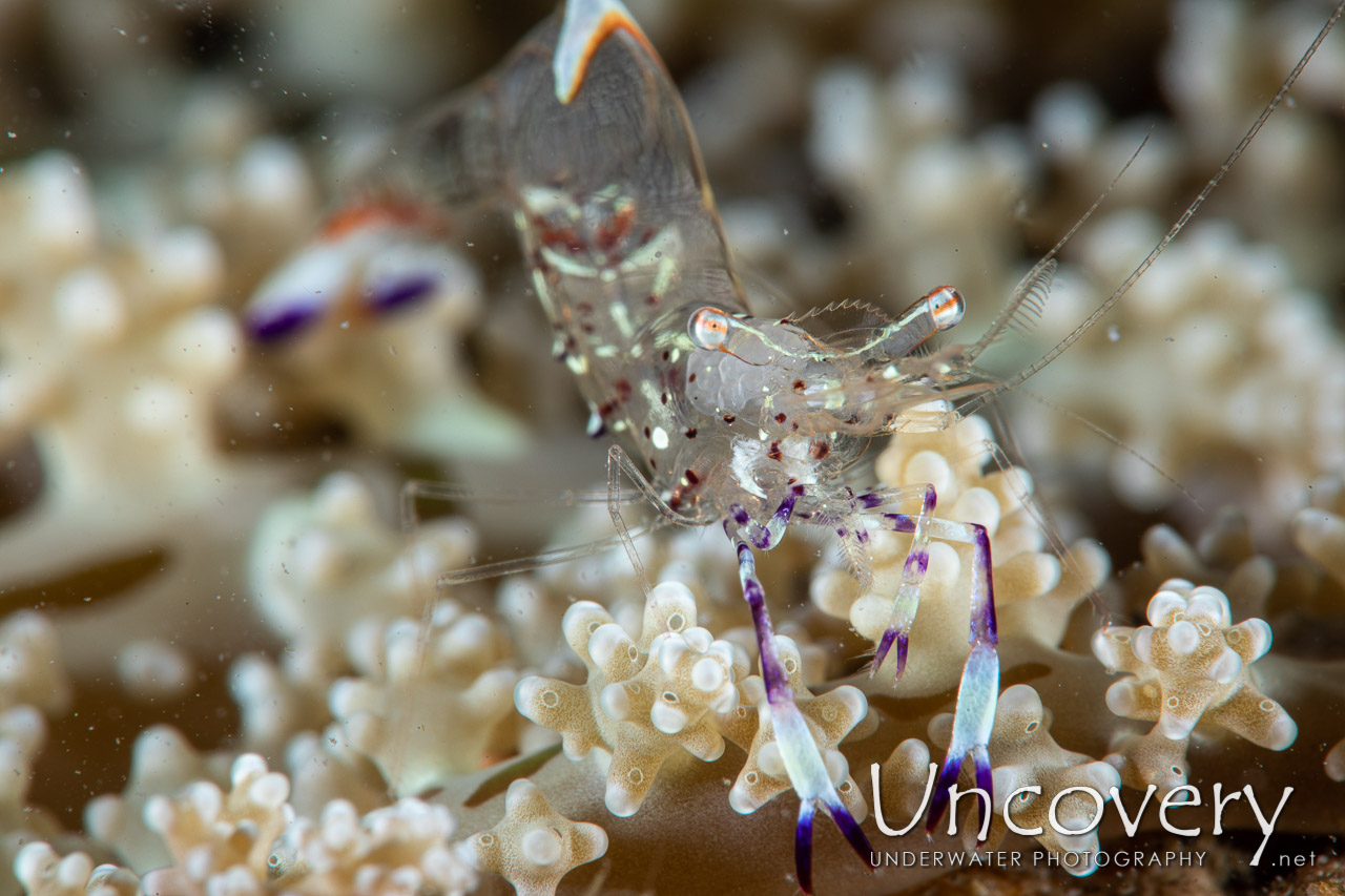 Holthuis' Anemone Shrimp (ancylomenes Holthuisi) shot in Indonesia|North Sulawesi|Lembeh Strait|Pante Abo