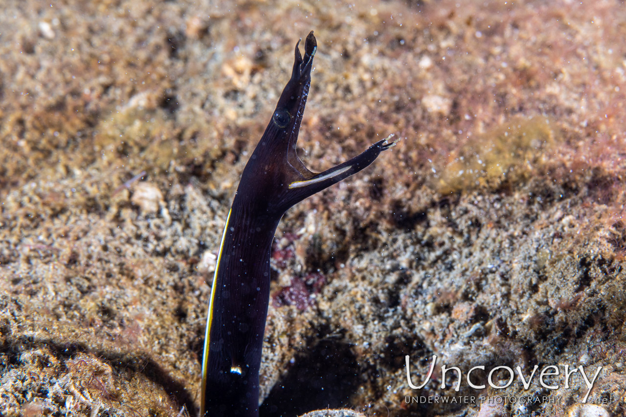 Ribbon Eel (rhinomuraena Quaesita) shot in Indonesia|North Sulawesi|Lembeh Strait|Pante Abo
