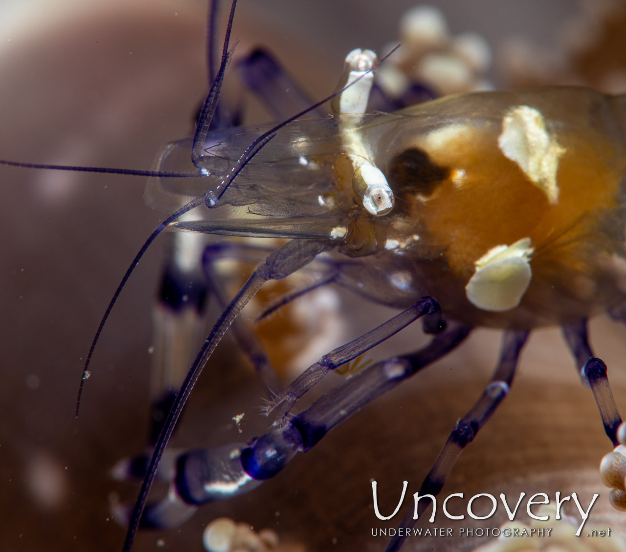 Peacock-tail Anemone Shrimp (periclemes Brevicarpalis), photo taken in Indonesia, North Sulawesi, Lembeh Strait, Pante Abo
