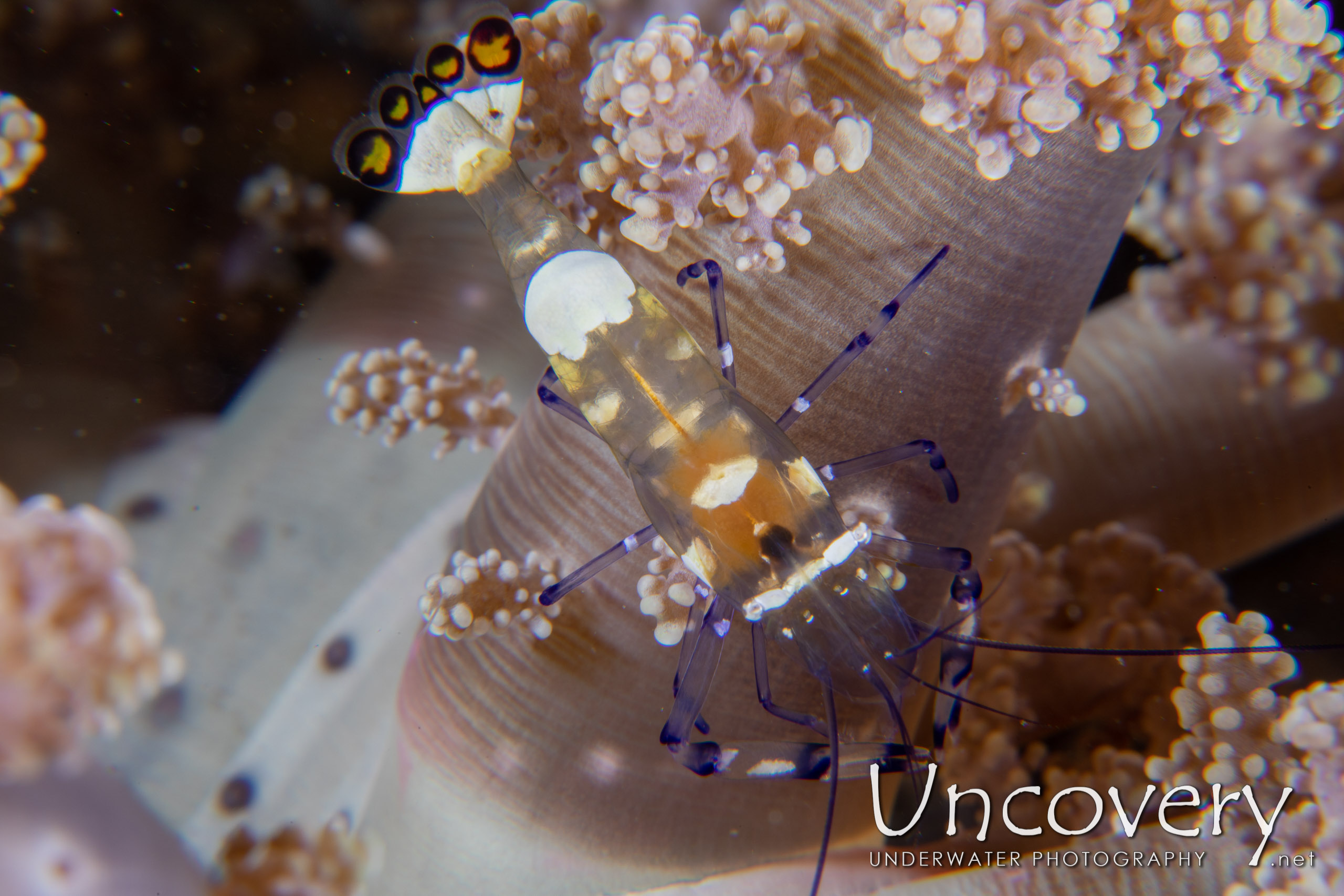 Peacock-tail Anemone Shrimp (periclemes Brevicarpalis), photo taken in Indonesia, North Sulawesi, Lembeh Strait, Pante Abo