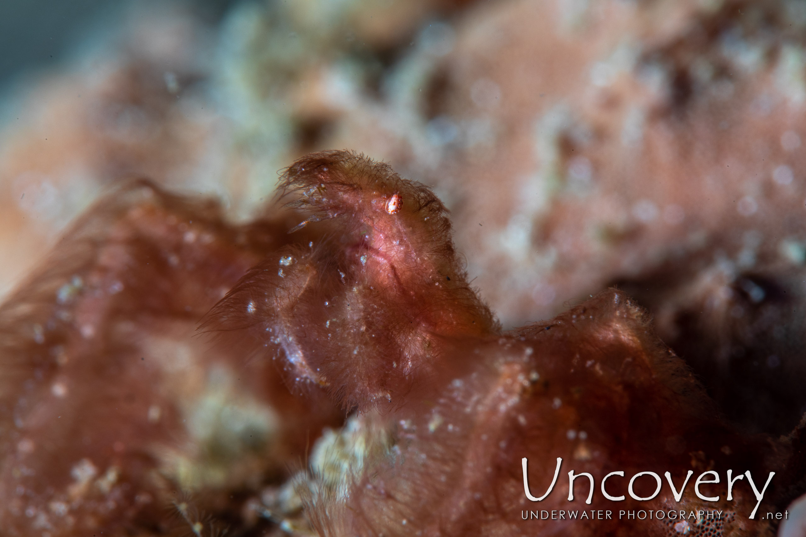 Orang Utan Crab (achaeus Japonicus), photo taken in Indonesia, North Sulawesi, Lembeh Strait, Pante Abo