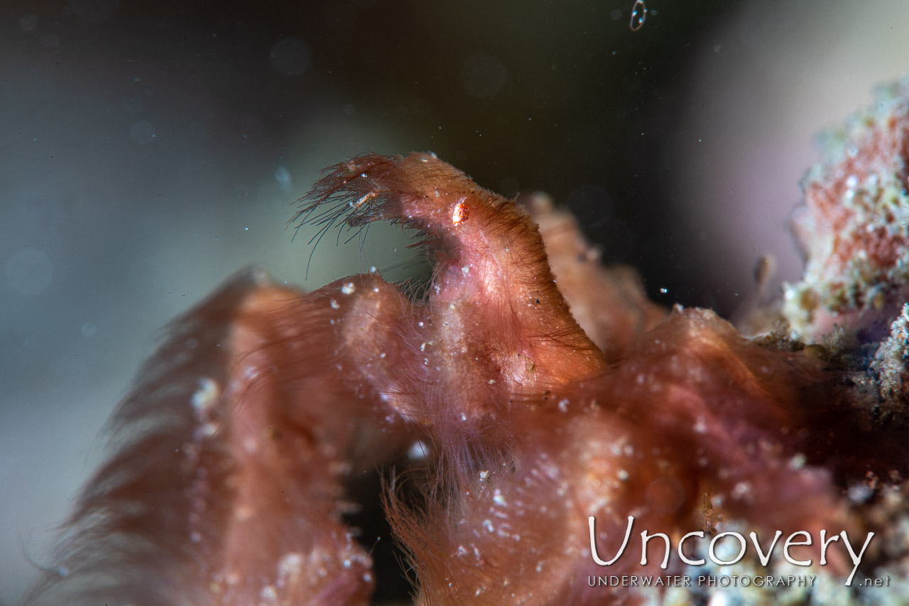 Orang Utan Crab (achaeus Japonicus), photo taken in Indonesia, North Sulawesi, Lembeh Strait, Pante Abo