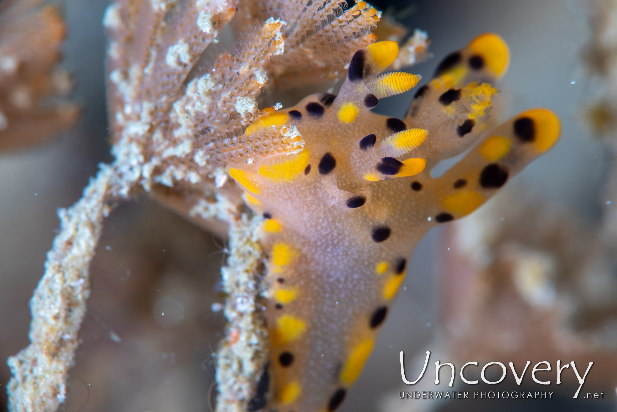 Nudibranch, photo taken in Indonesia, North Sulawesi, Lembeh Strait, Pante Abo