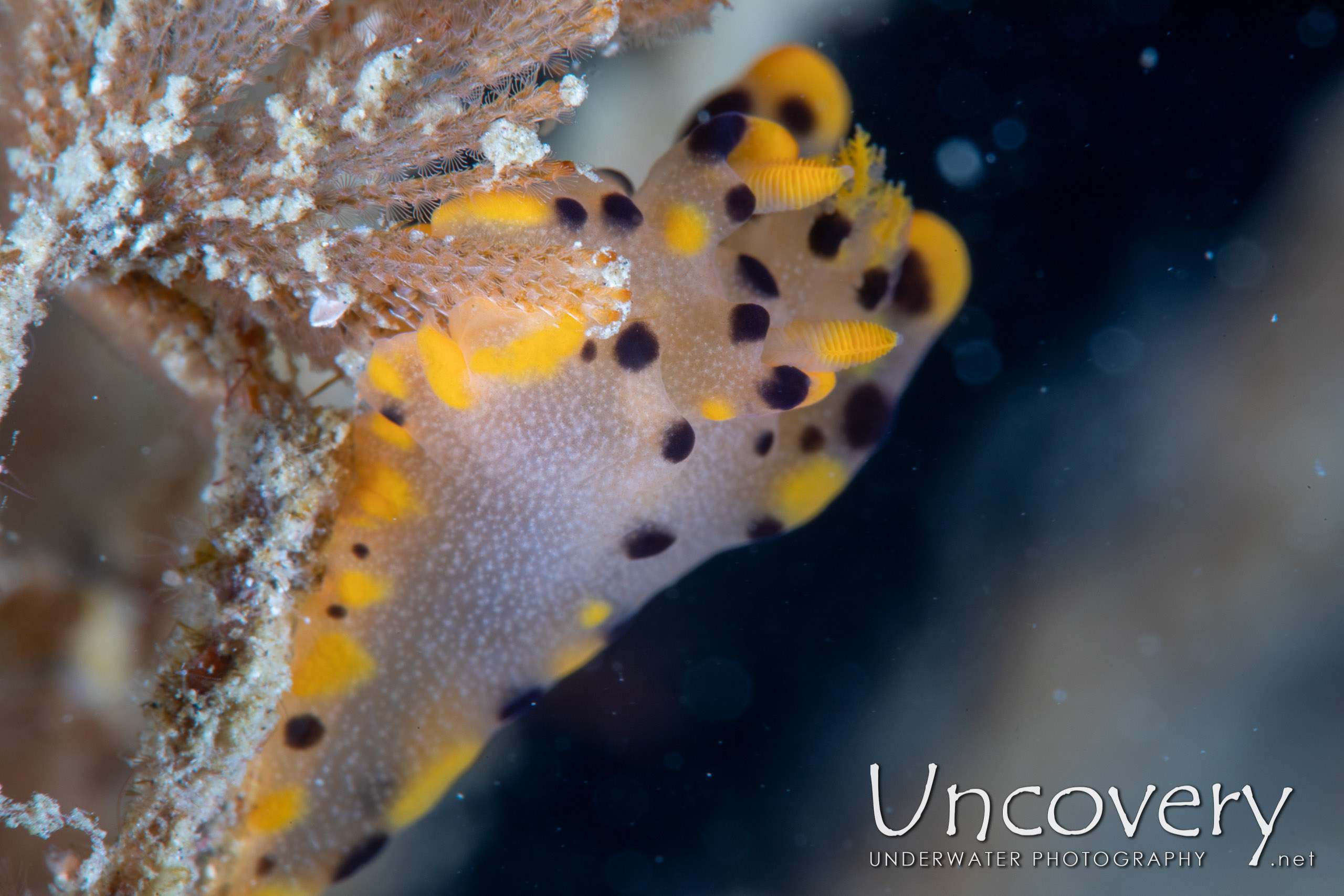 Nudibranch, photo taken in Indonesia, North Sulawesi, Lembeh Strait, Pante Abo