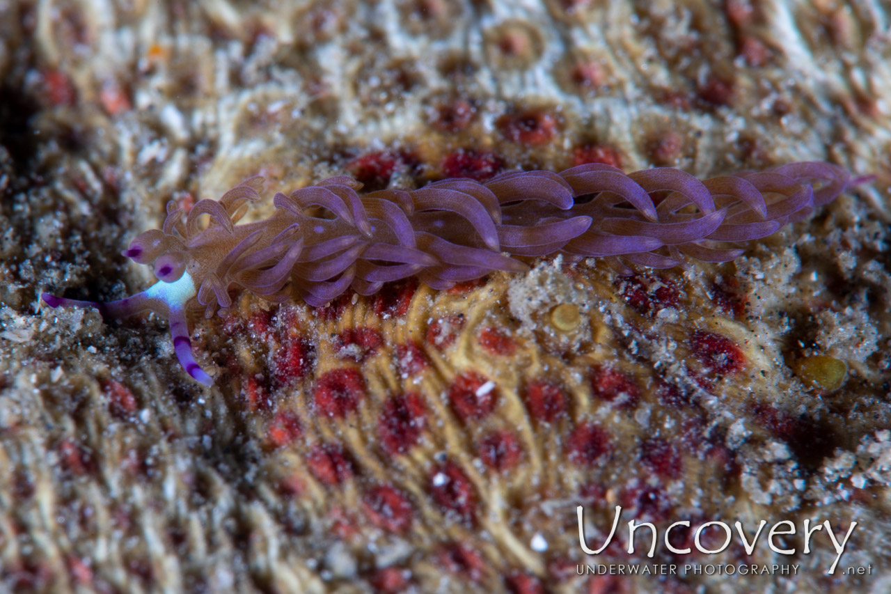 Nudibranch, photo taken in Indonesia, North Sulawesi, Lembeh Strait, Pante Abo