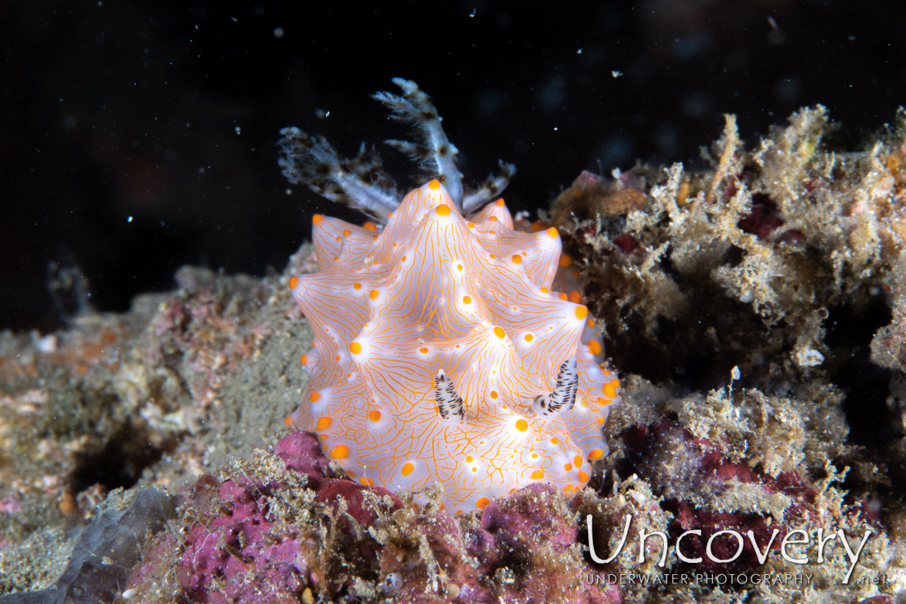 Nudibranch (halgerda Batangas), photo taken in Indonesia, North Sulawesi, Lembeh Strait, Pante Abo