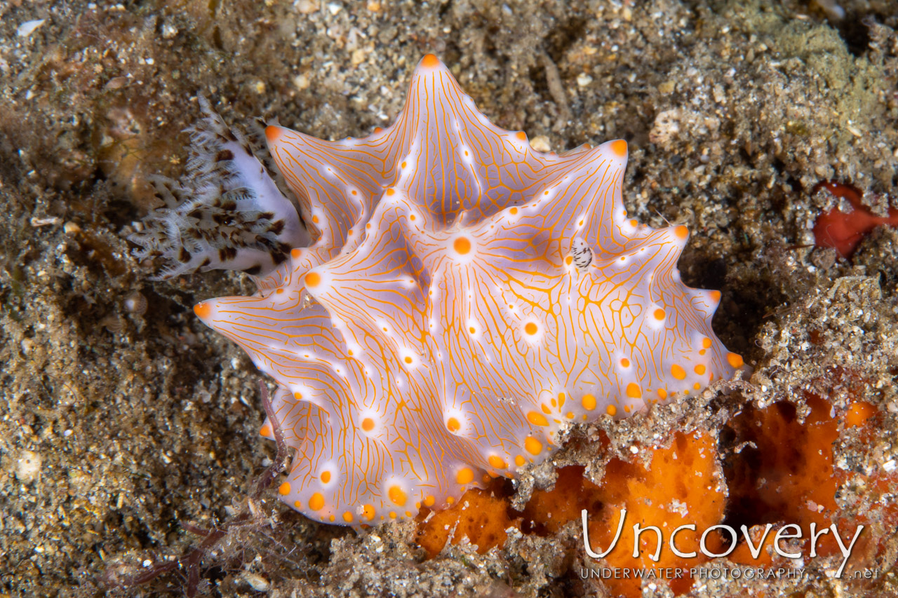 Nudibranch (halgerda Batangas) shot in Indonesia|North Sulawesi|Lembeh Strait|Pante Abo