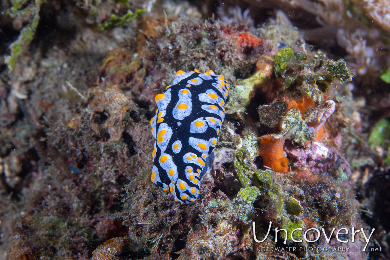 Nudibranch shot in Indonesia|North Sulawesi|Lembeh Strait|Pante Abo