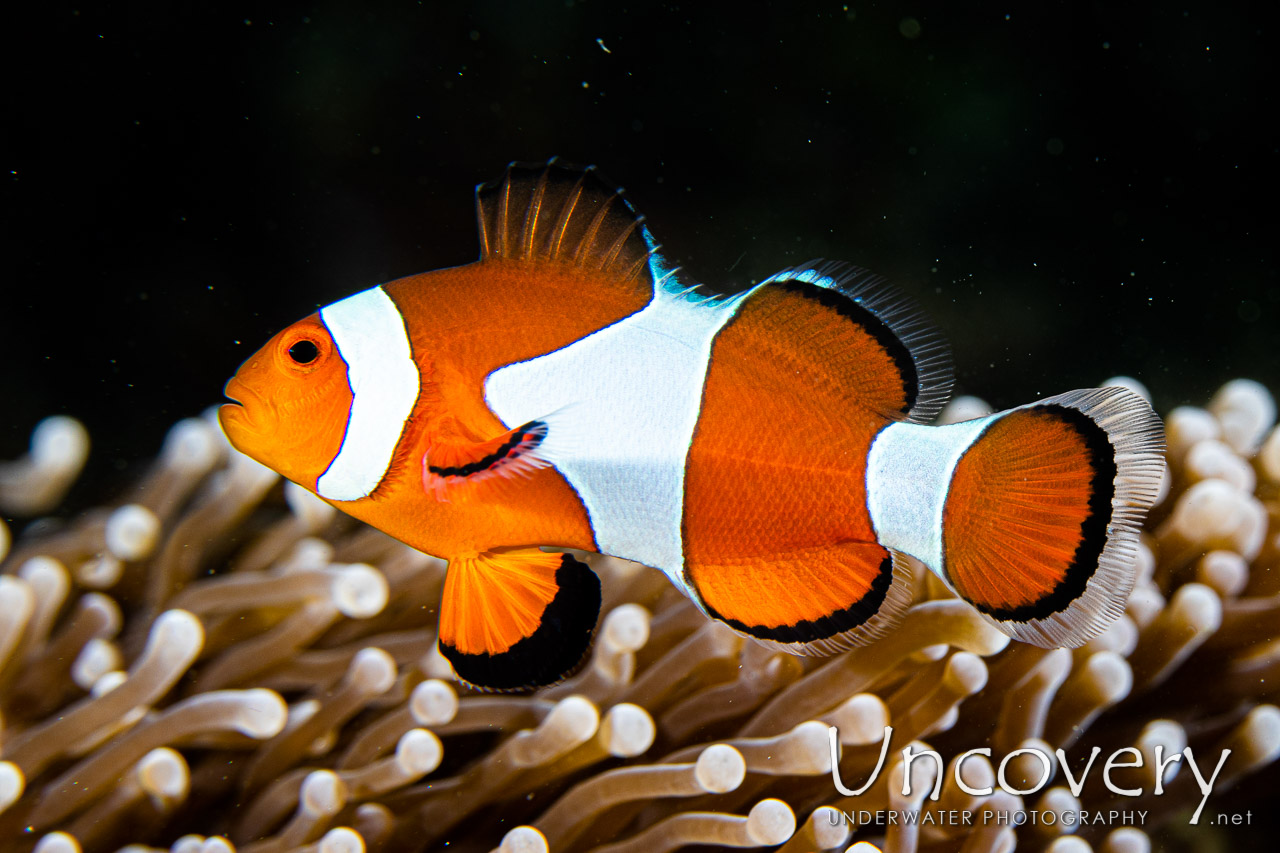 False Clown Anemonefish (amphiprion Ocellaris) shot in Indonesia|North Sulawesi|Lembeh Strait|Pante Abo