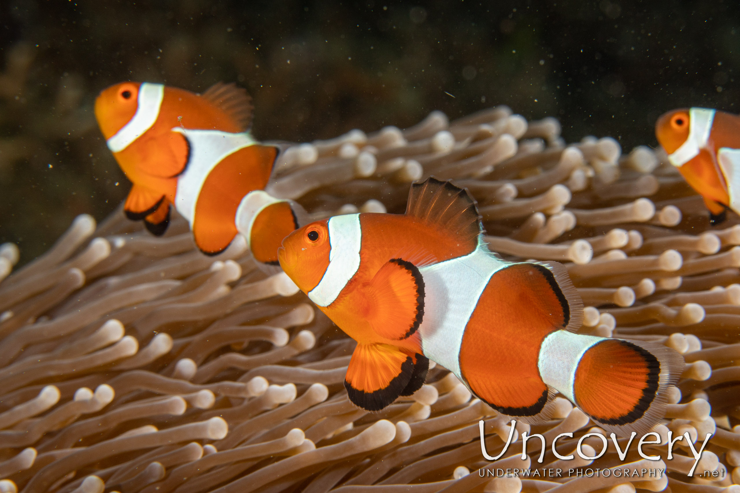 False Clown Anemonefish (amphiprion Ocellaris), photo taken in Indonesia, North Sulawesi, Lembeh Strait, Pante Abo