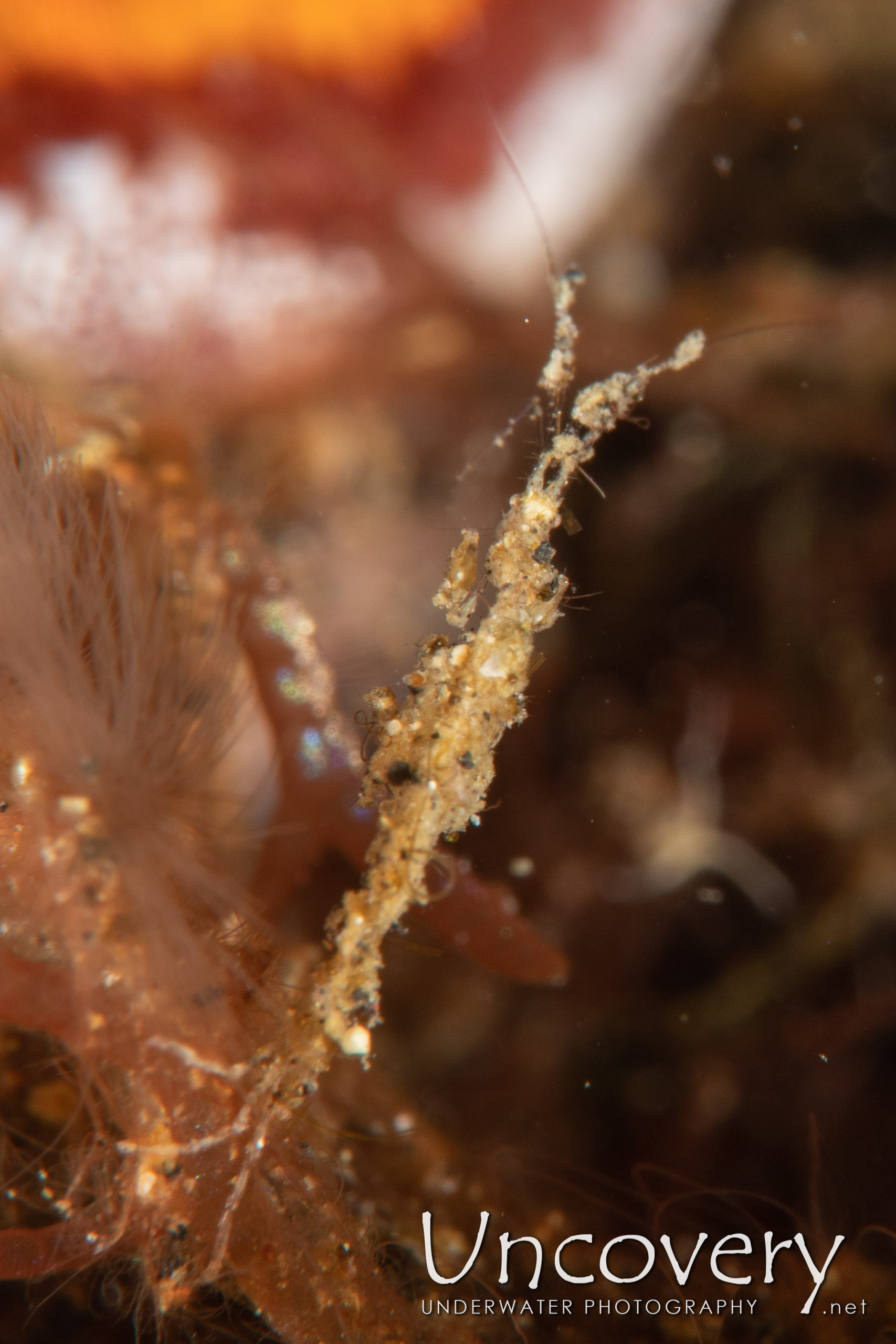 Skeleton Shrimp (caprellidae), photo taken in Indonesia, North Sulawesi, Lembeh Strait, Aer Prang 1