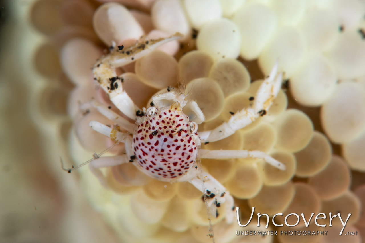 Spotted Porcelain Crab (neopetrolisthes Maculatus) shot in Indonesia|North Sulawesi|Lembeh Strait|Aer Prang 1