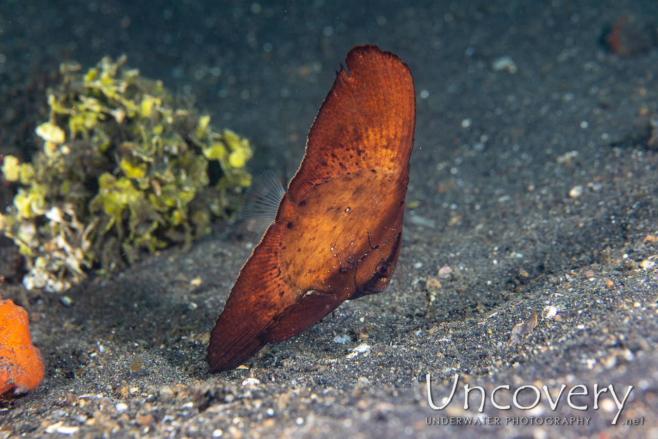 Orbicular Batfish (platax Orbicularis) shot in Indonesia|North Sulawesi|Lembeh Strait|Aer Prang 1