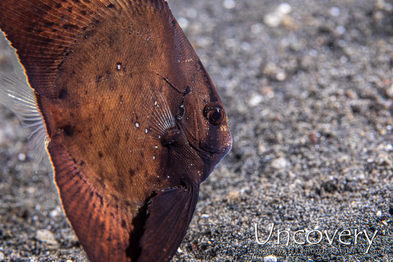 Orbicular Batfish (platax Orbicularis) shot in Indonesia|North Sulawesi|Lembeh Strait|Aer Prang 1