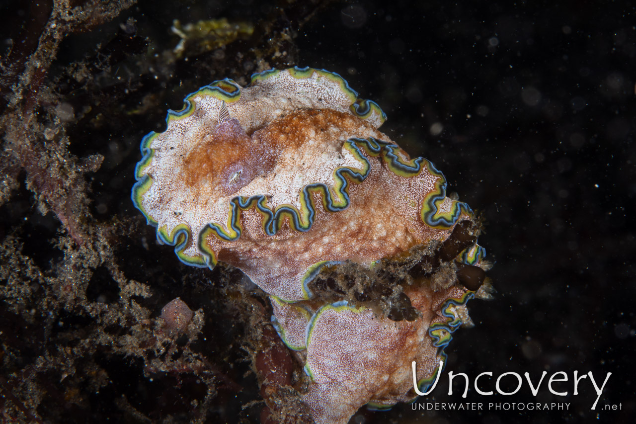 Nudibranch shot in Indonesia|North Sulawesi|Lembeh Strait|Aer Prang 1