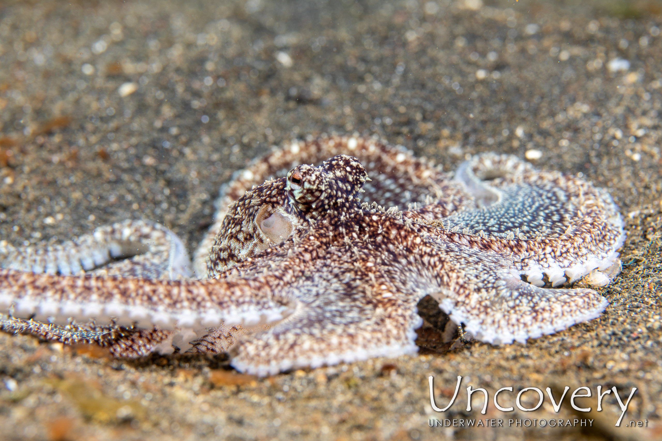 Long Arm Octopus (abdopus Sp.), photo taken in Indonesia, North Sulawesi, Lembeh Strait, Aer Prang 1