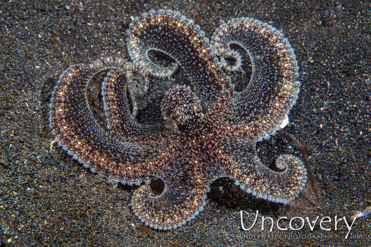 Long Arm Octopus (abdopus Sp.) shot in Indonesia|North Sulawesi|Lembeh Strait|Aer Prang 1
