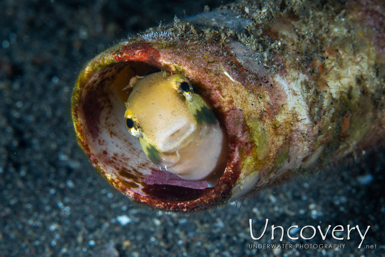 Shorthead Fangblenny (petroscirtes Breviceps) shot in Indonesia|North Sulawesi|Lembeh Strait|Aer Prang 1