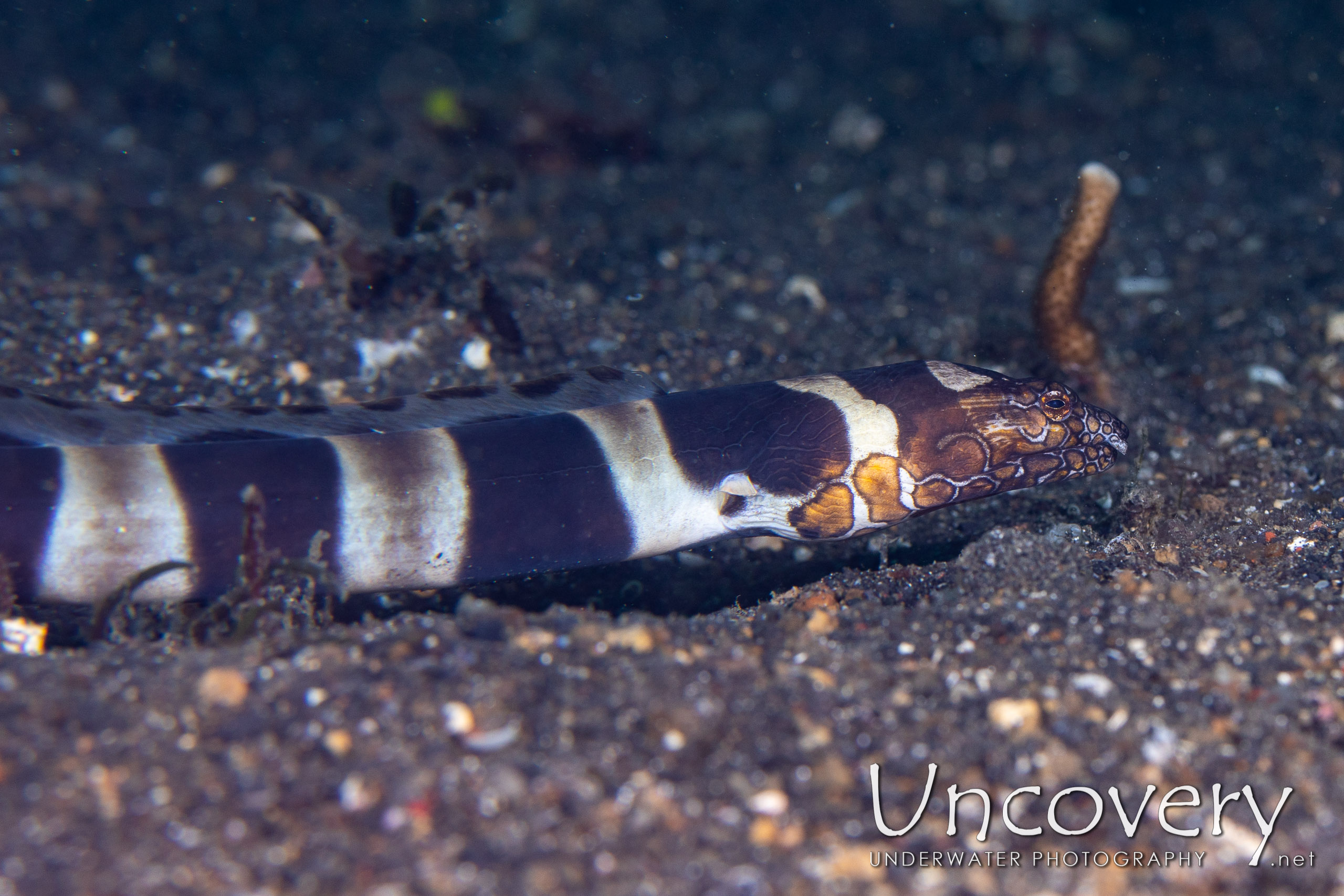 Napoleon Snake Eel (ophichthus Bonaparti), photo taken in Indonesia, North Sulawesi, Lembeh Strait, Aer Prang 1