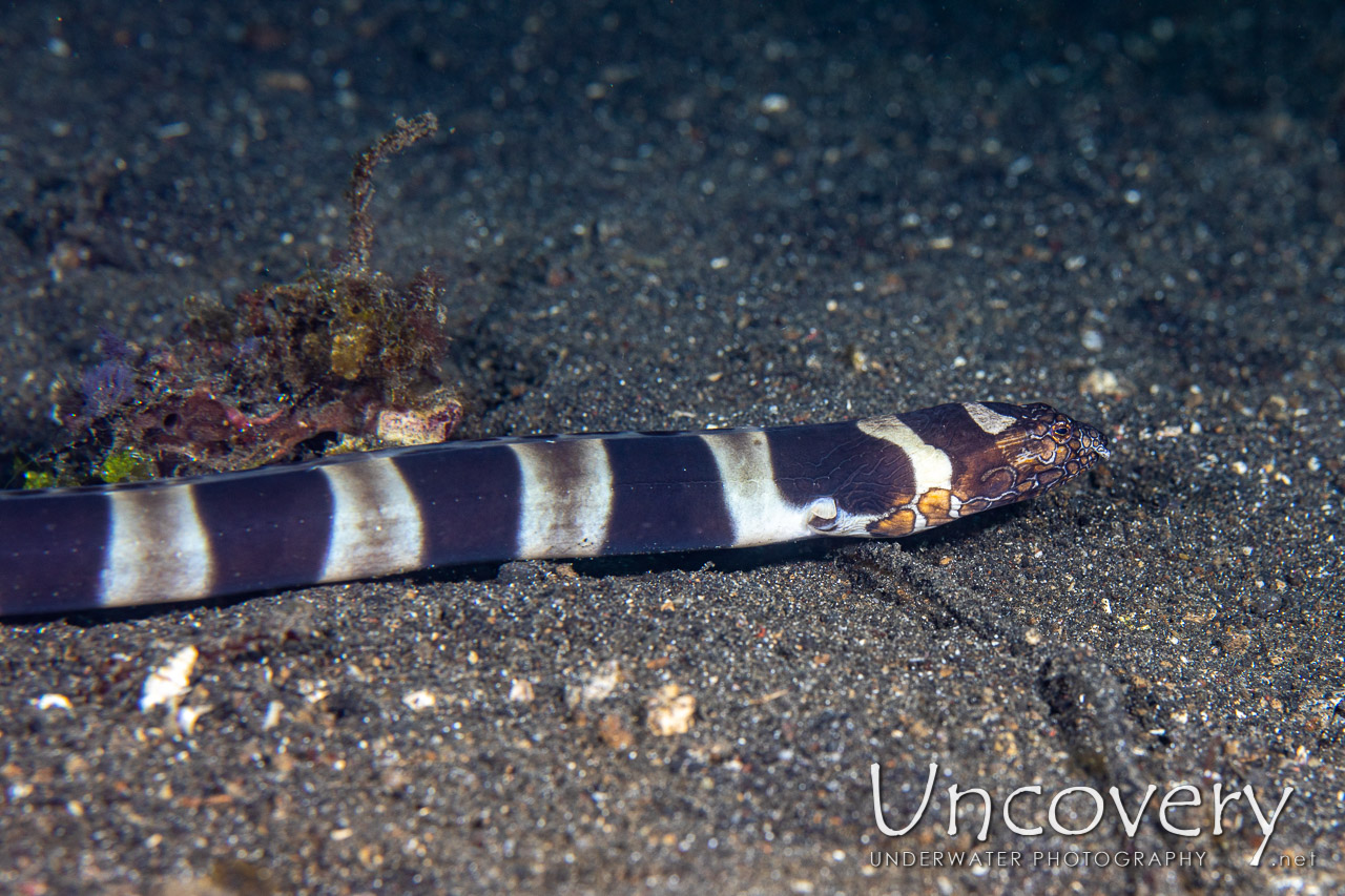 Napoleon Snake Eel (ophichthus Bonaparti) shot in Indonesia|North Sulawesi|Lembeh Strait|Aer Prang 1