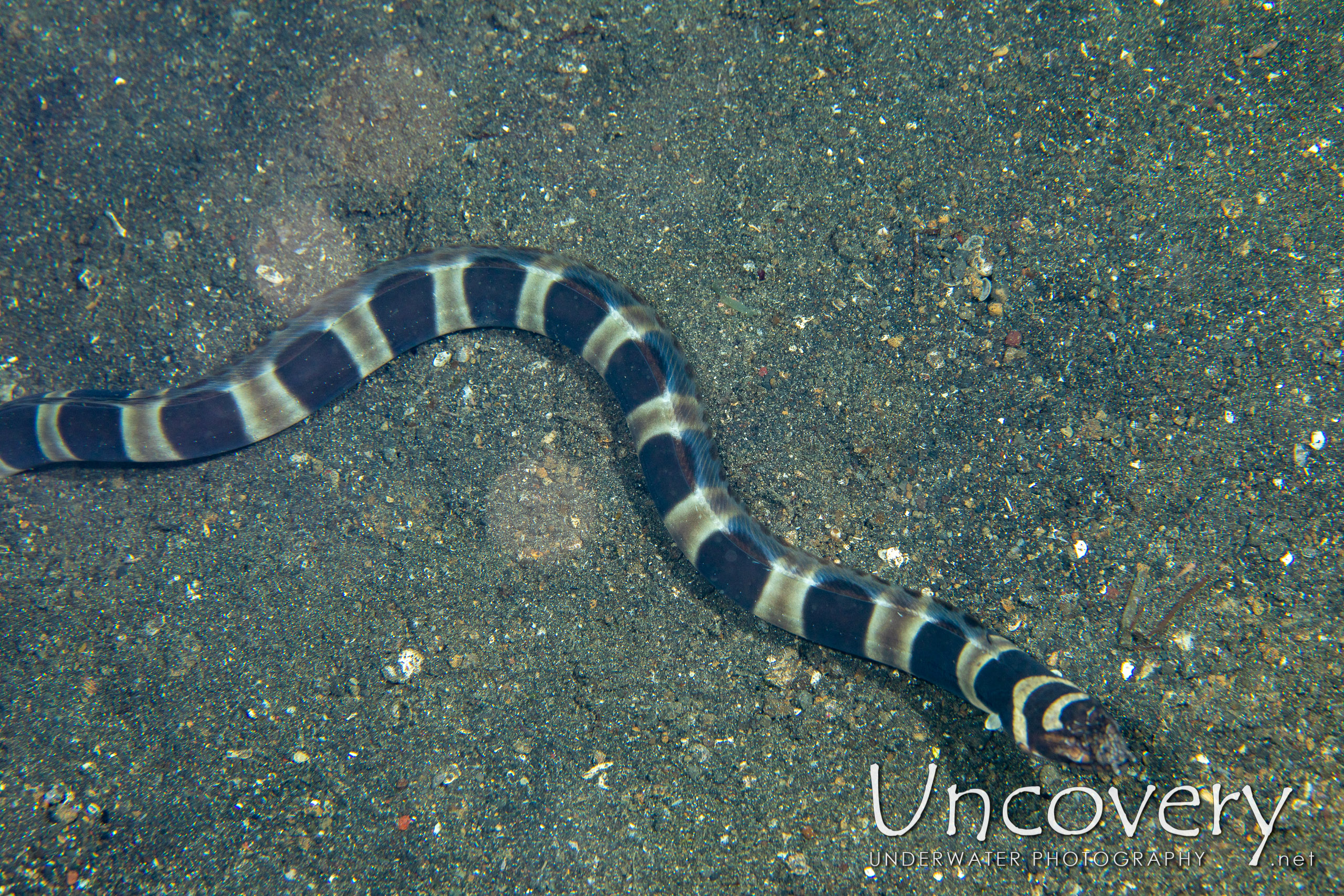 Napoleon Snake Eel (ophichthus Bonaparti), photo taken in Indonesia, North Sulawesi, Lembeh Strait, Aer Prang 1