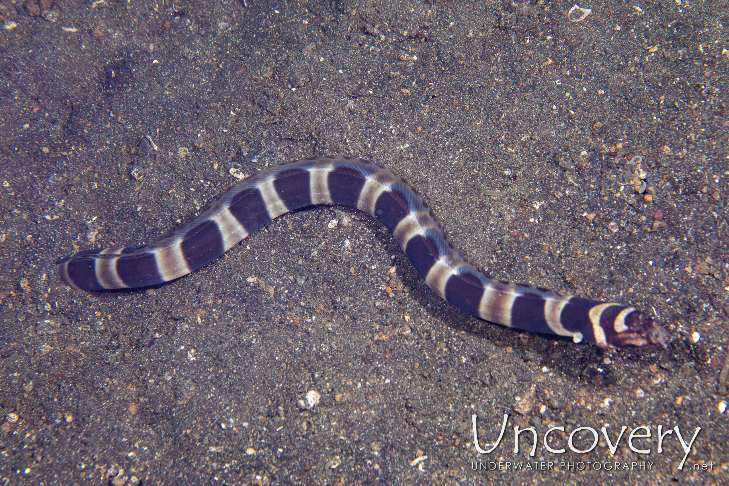 Napoleon Snake Eel (ophichthus Bonaparti), photo taken in Indonesia, North Sulawesi, Lembeh Strait, Aer Prang 1