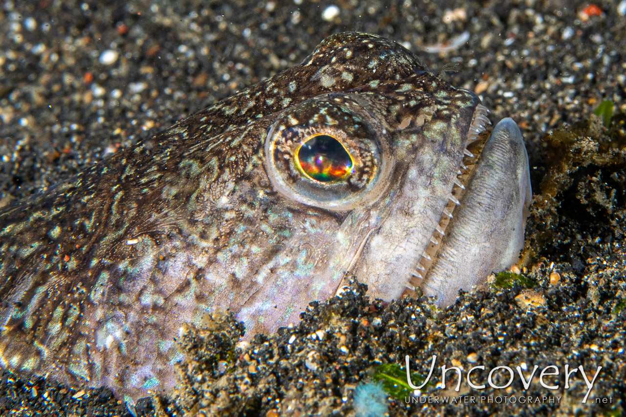 Snakefish (trachinocephalus Myops) shot in Indonesia|North Sulawesi|Lembeh Strait|Aer Prang 1