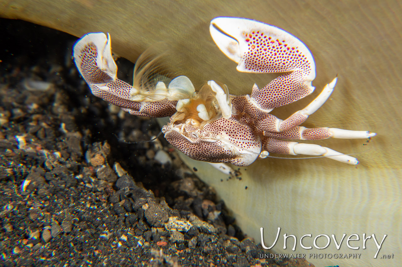 Spotted Porcelain Crab (neopetrolisthes Maculatus) shot in Indonesia|North Sulawesi|Lembeh Strait|Jahir 1