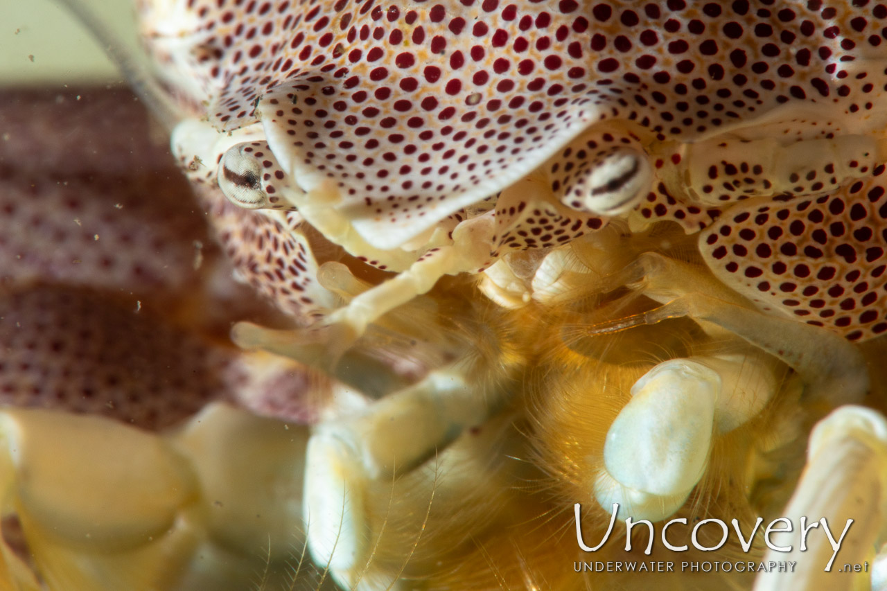 Spotted Porcelain Crab (neopetrolisthes Maculatus) shot in Indonesia|North Sulawesi|Lembeh Strait|Jahir 1